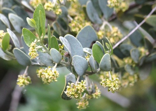 jojoba