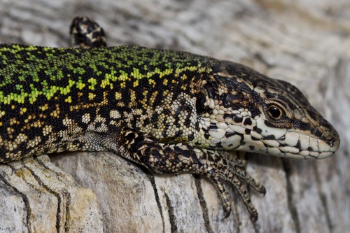 Bocage's Wall Lizard