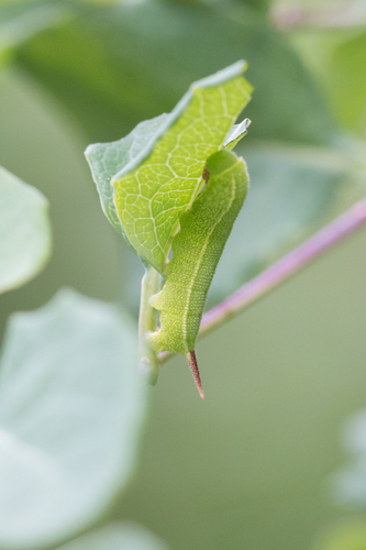 Broad-bordered Bee Hawkmoth