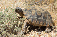 Mojave Desert Tortoise - Photo (c) Henry Fabian, all rights reserved, uploaded by Henry Fabian