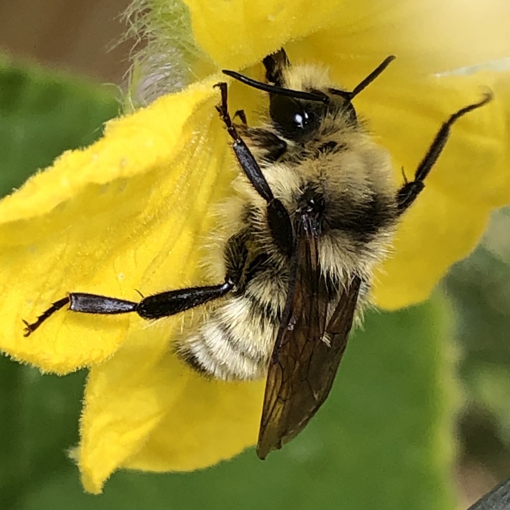 Vandyk's bumblebee