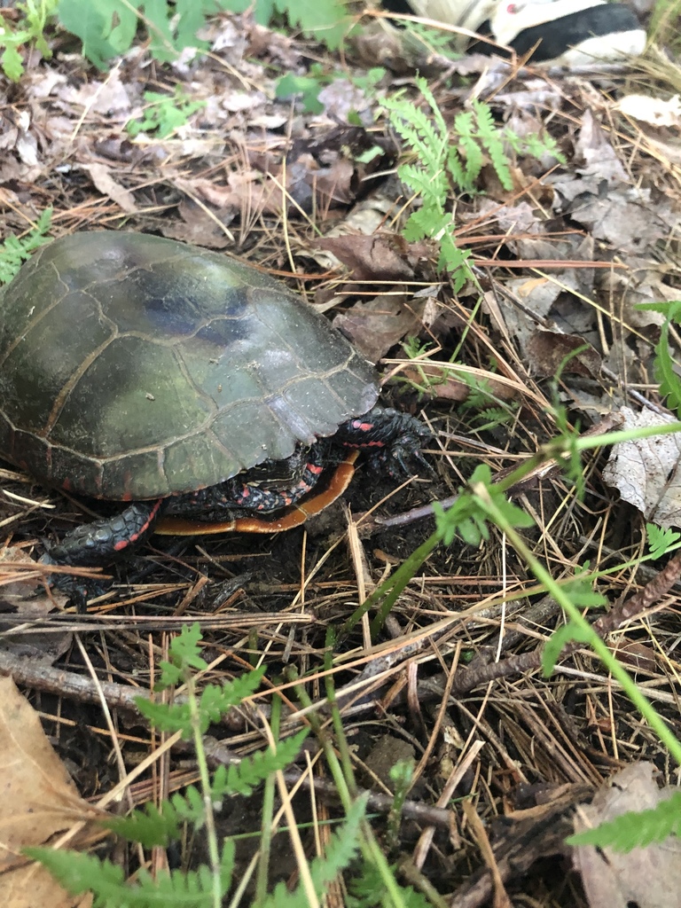 Painted Turtle From Vt-105, Sheldon, Vt, Us On June 11, 2020 At 05:15 