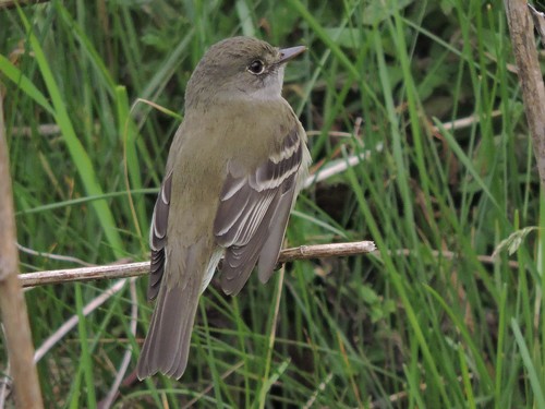 Alder Flycatcher