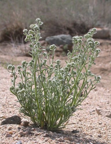 Narrowstem cryptantha (CRGR3) (OCTC Flora Guide) · iNaturalist