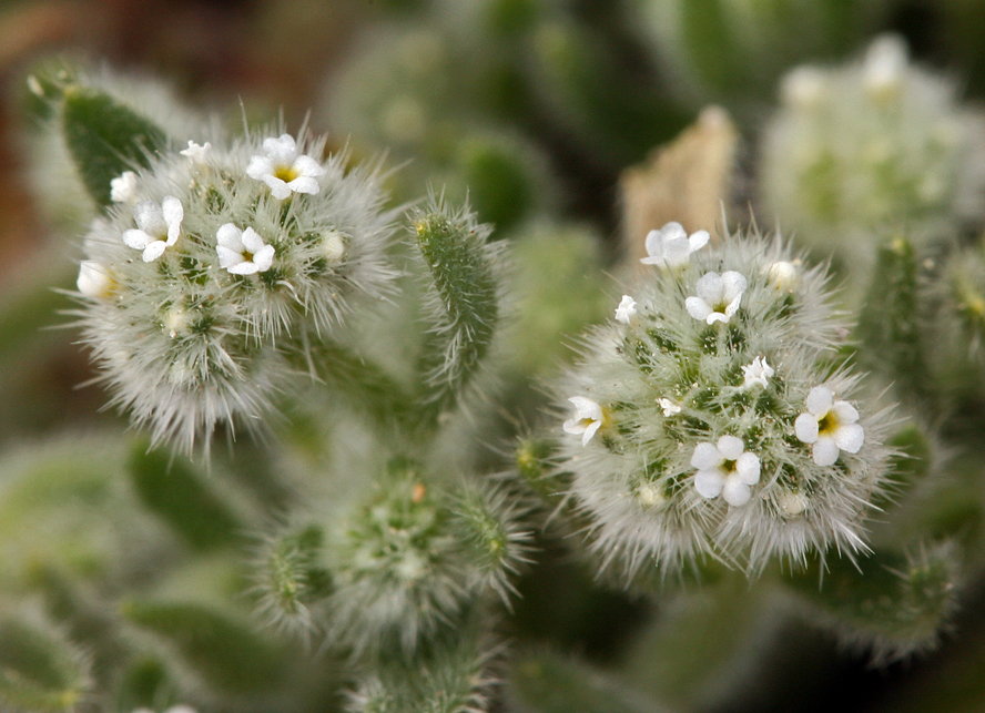 Narrowstem cryptantha (CRGR3) (OCTC Flora Guide) · iNaturalist