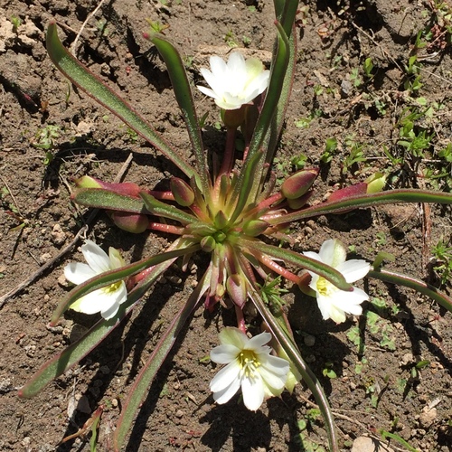 Lewisia nevadensis