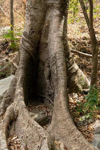Ficus insipida - Whole tree