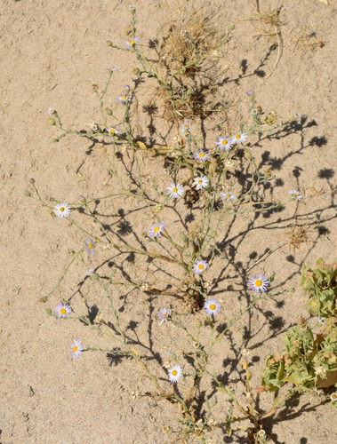 arid tansyaster (Machaeranthera arida)