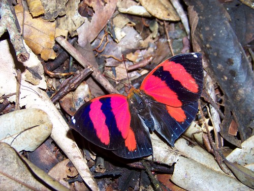 Red-striped Leafwing