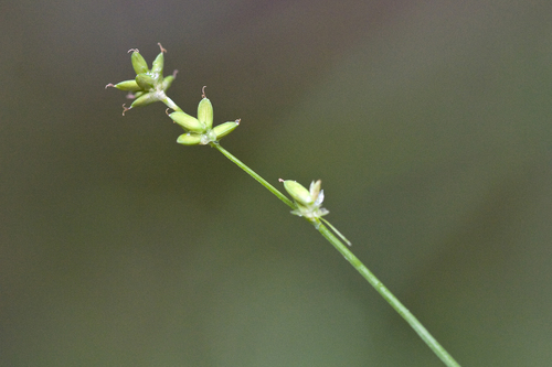 ryegrass sedge (Carex loliacea)