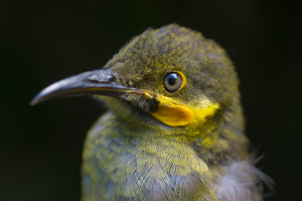 Eastern Wattled-Honeyeater (Foulehaio carunculatus) photo