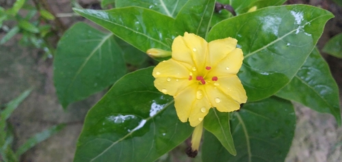 marvel of Peru