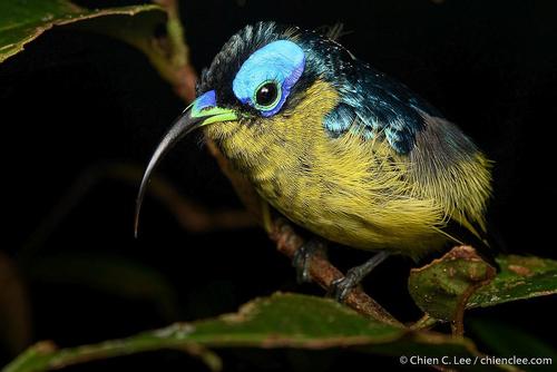 Common Sunbird-Asity