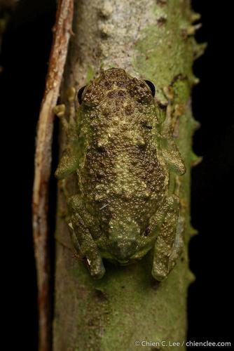 Boulenger's Giant Treefrog