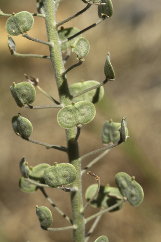Palmer's spectaclepod (Dimorphocarpa candicans)