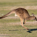 Tasmanian Forester Kangaroo - Photo (c) Robert Siegel, all rights reserved, uploaded by Robert Siegel