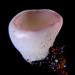 Geoscypha violacea - Photo (c) Damon Tighe，保留所有權利