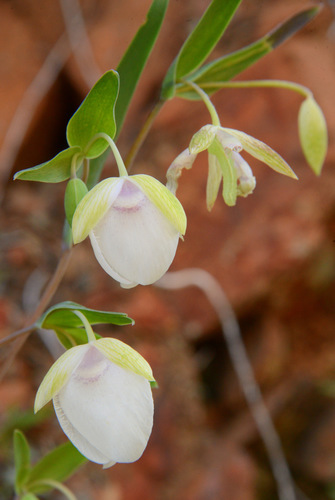 White Globe Lily