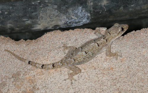 Farquhar Half-toed Gecko