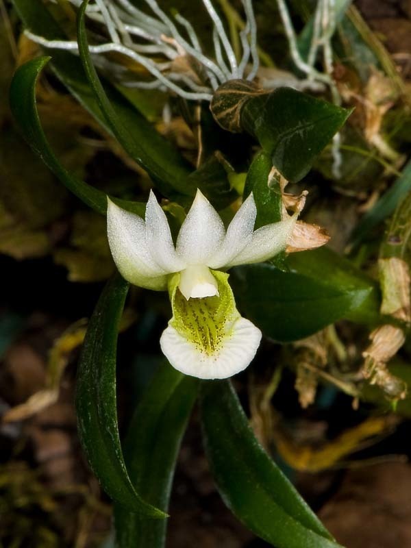 Dendrobium oligophyllum (Dendrobium oligophyllum)