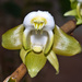 Dendrobium olivaceum - Photo (c) Eerika Schulz, todos los derechos reservados