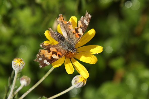 Painted Lady