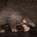 Taiwan Pangolin - Photo (c) ihenglan, all rights reserved, uploaded by ihenglan