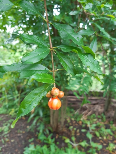 pomegranate