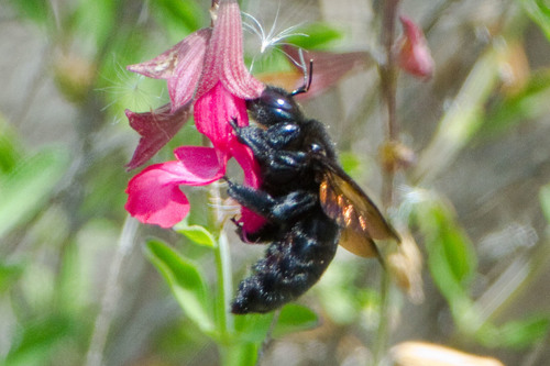 Valley Carpenter Bee