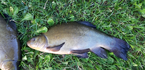 Tench