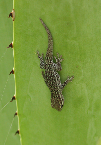 Short-headed Day Gecko