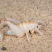 Algodones Sand Treader Cricket - Photo (c) Alice Abela, all rights reserved
