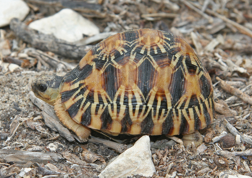 Radiated Tortoise