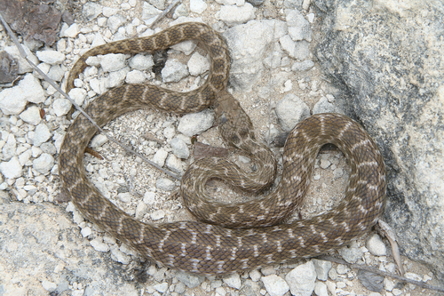 Karimbola Cat Snake