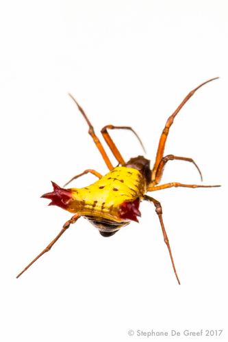 Micrathena duodecimspinosa
