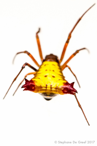 Micrathena duodecimspinosa