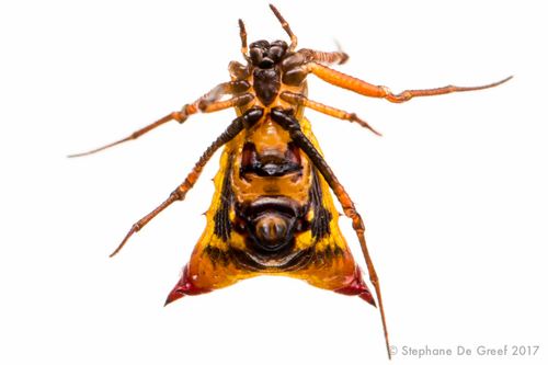 Micrathena duodecimspinosa