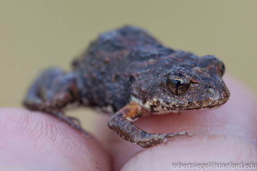 Tasmanian Froglet