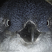 Pinguim-Azul - Photo (c) Robert Siegel, todos os direitos reservados, uploaded by Robert Siegel