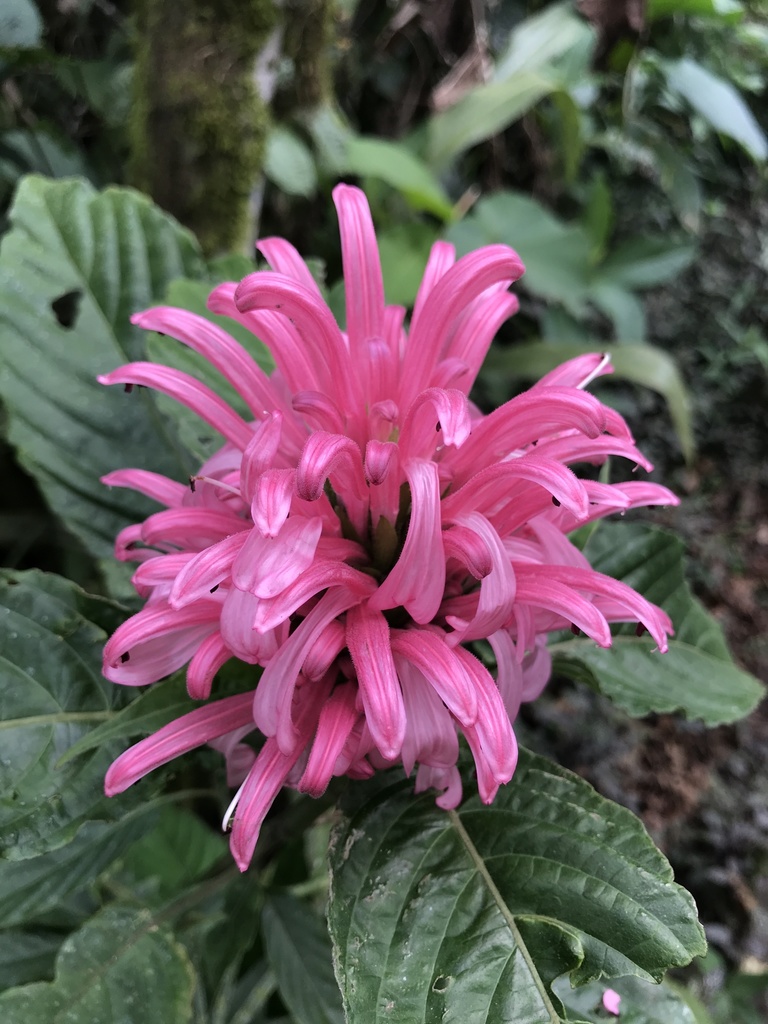 King's-crown (Justicia carnea)  iNaturalist