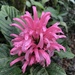 Justicia carnea - Photo (c) David Calle, όλα τα δικαιώματα διατηρούνται, uploaded by David Calle