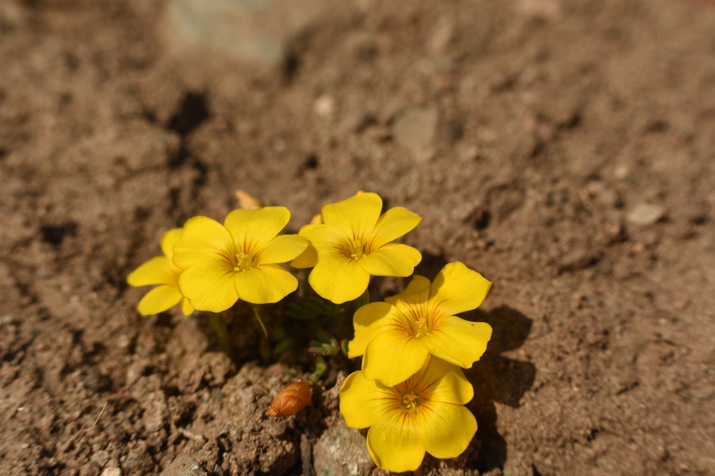 Flor de la Perdiz
