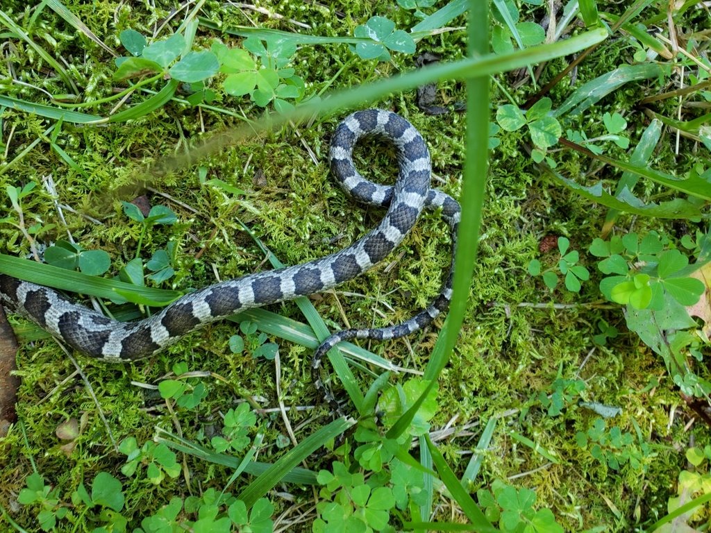 Eastern/Gray Ratsnake Complex From Bruce, NC, USA On June 13, 2020 At ...