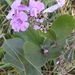 Fridericia platyphylla - Photo 由 Laurent Quéno 所上傳的 (c) Laurent Quéno，保留所有權利