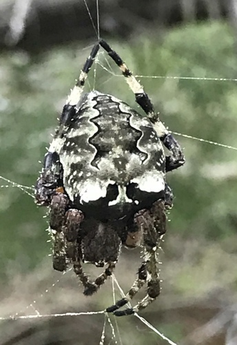 Giant Lichen Orbweaver