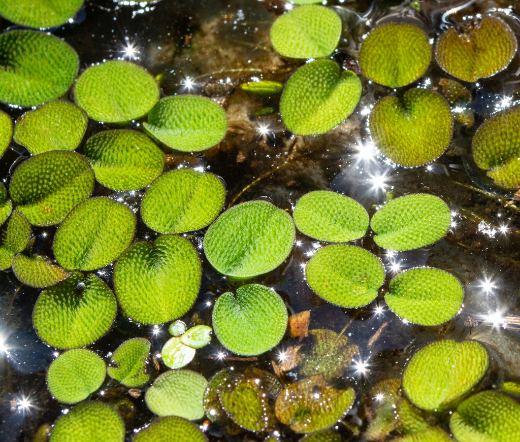 Common salvinia