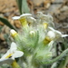 Yellow-eyed Cryptantha - Photo (c) j-stauffer, all rights reserved, uploaded by j-stauffer