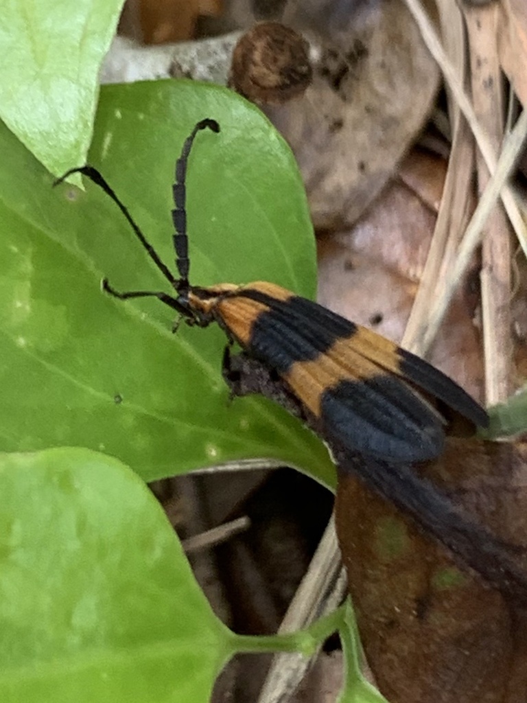 Banded Net-winged Beetle from Mahan Dr, Tallahassee, FL, US on June 13 ...
