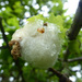 Cotton-wool Gall Wasp - Photo (c) Tig, all rights reserved, uploaded by Tig