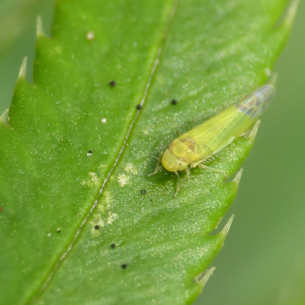 Fern Leafhopper